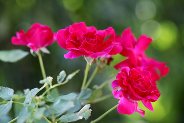 Pink roses in a garden