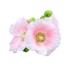 Rose of Sharon