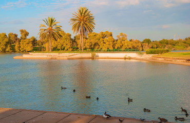 Lake with ducks in the Yarkon Park in Tel Aviv
