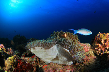 Coral and Fish underwater