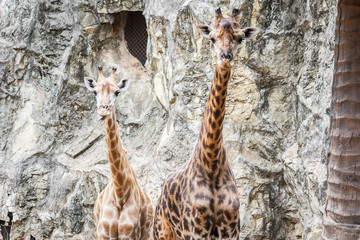 Giraffes © panya7