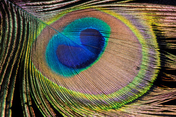 Fototapeta premium Peacock Feather