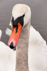 swan portrait