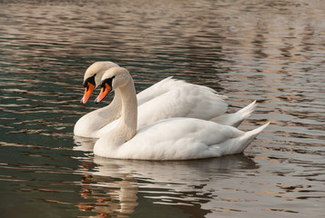 two swans