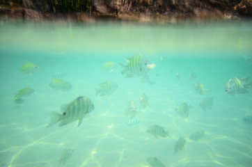 Fototapeta premium Under the sea