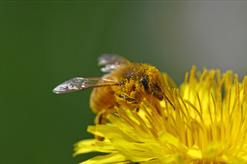 Honey bee going through a yellow flower