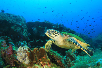 Obraz na płótnie Canvas Hawksbill Sea Turtle