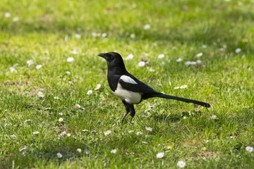 Magpie on the ground