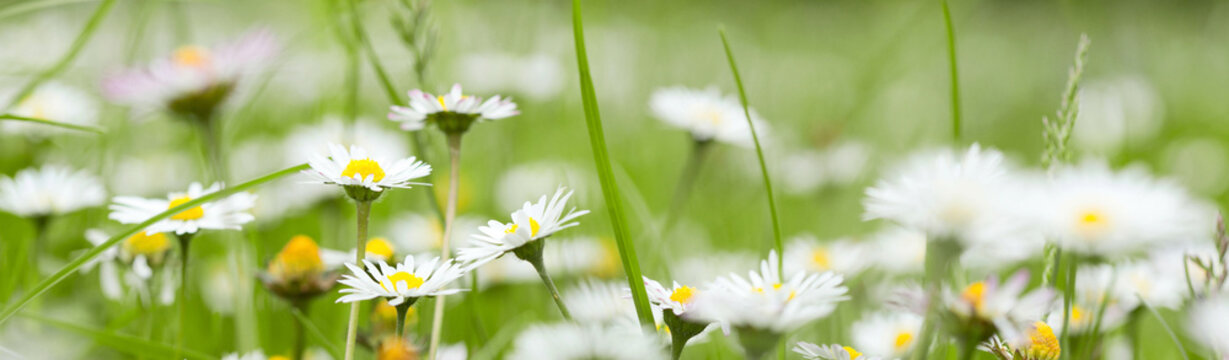 Chamomile in grass
