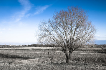 Isolated tree in a Tuscany countryside with copy space