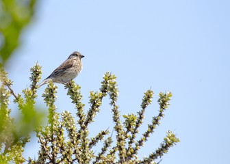 Common Linnet (Carduelis cannabina)