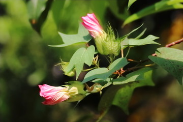 leaf with flower