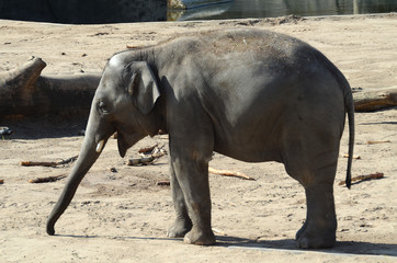 Elefant