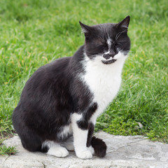Naklejka na ściany i meble Black and white cat on a background of green grass