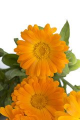 Calendula flower on white background