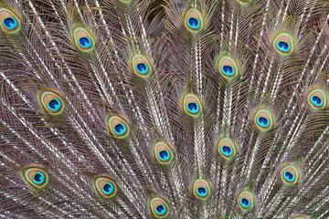 Obraz premium Peacock tail feather abstract view.
