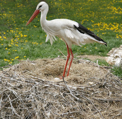 Stork nest on the farm in rural location with eggs