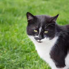 Naklejka na ściany i meble Black and white cat on a background of green grass