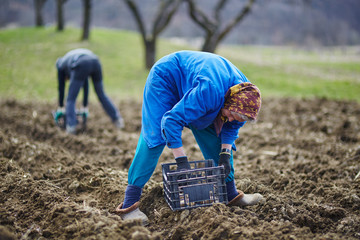 Family of peasants sowing potatoes