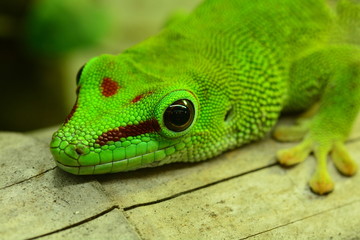 Madagasgar Day Gecko