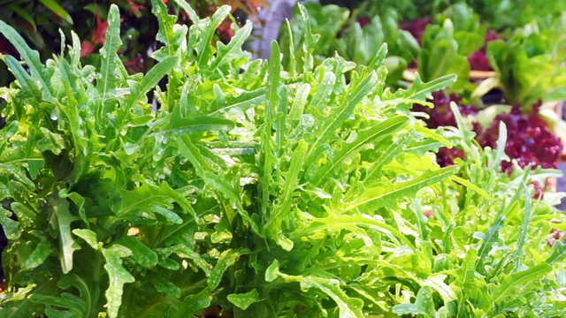 Fresh green organic salad vegetable farm watering