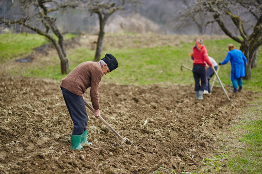 Family of peasants sowing potatoes