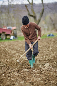 Senior man sowing potatoes