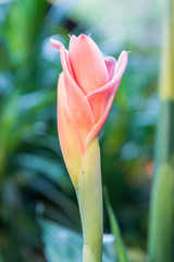 Etlingera Elatior or Red Torch Ginger are blooming close
