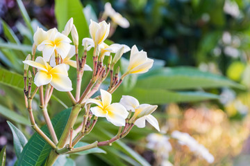 Frangipani, Plumeria, Templetree,Thai flower
