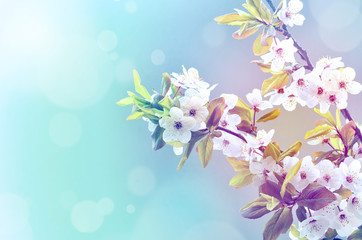 Fototapeta na wymiar Spring flowers.Spring Background.