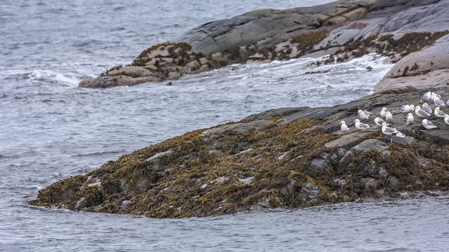 seagull sitting on rocks