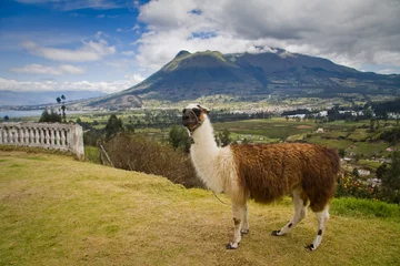 Selbstklebende Fototapeten Portrait of cute llama in San Pablo lake, Imbabura, Ecuador © Fotos 593
