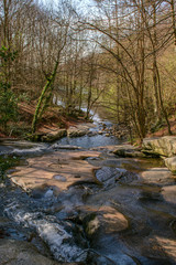 Forest and river. Montseny Natural Park. Spain
