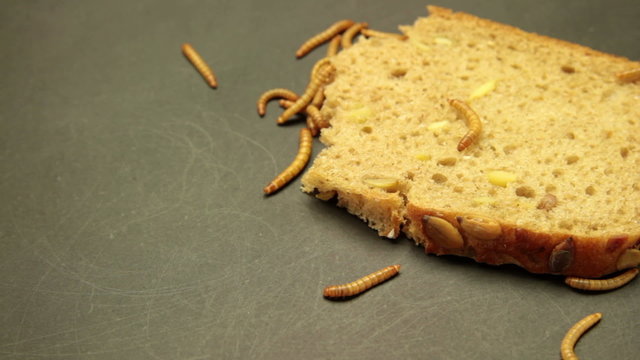 worms eating bread on grunge background