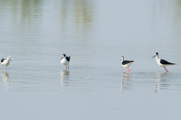 Himantopus himantopus