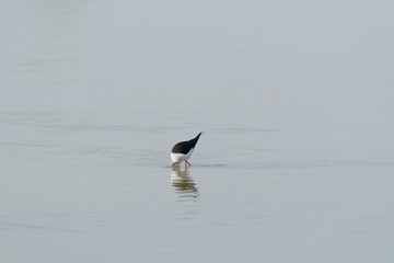 Himantopus himantopus