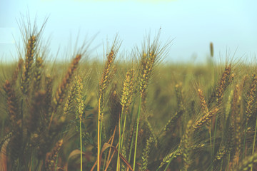 Fototapeta premium Wheat field under blue sky - vintage