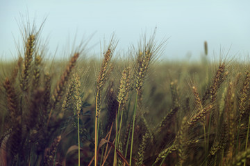 Fototapeta premium Wheat field and blue sky - vintage