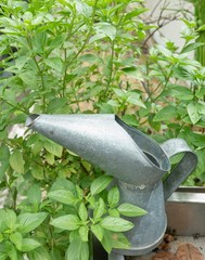 Sweet Basil Leaf with A Watering Can