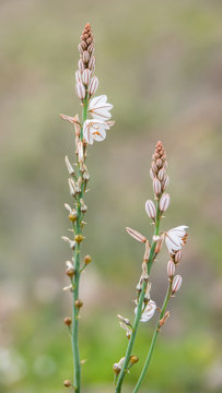 R&ouml;hriger Affodill mit Bl&uuml;ten, Asphodelus fistulosus