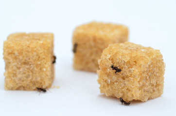 Garden ants crawling on sugar