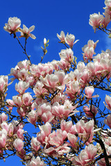 Magnolienbaumblueten
