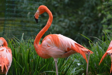 flamant rose