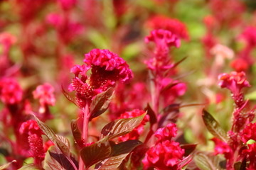 beautiful flower in garden
