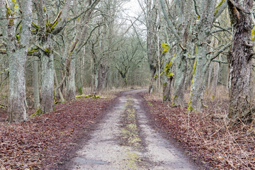 Obraz premium empty country road in spring
