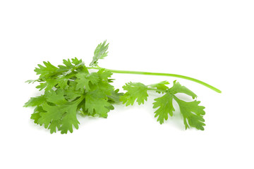 Celery isolated on white background