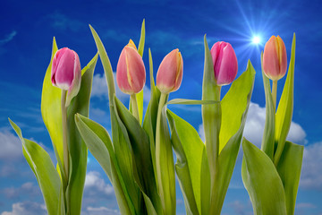 Tulpen vor blauem Himmel mit Sonne