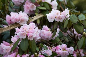 Naklejka premium Blumenpracht