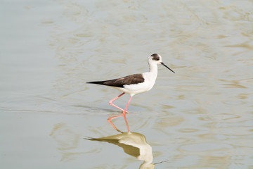Himantopus himantopus