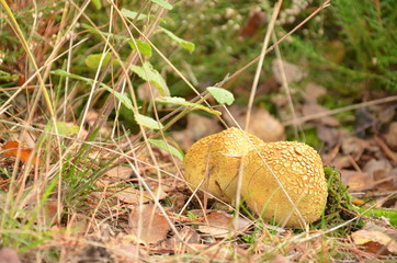 Champignons